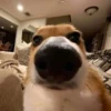 Dogs 6