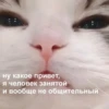 Mems Cat • 9