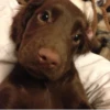 Dogs 7