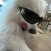 Dogs 8