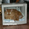 Mems Cat • 11