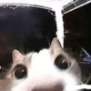 miau 6