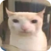 смешные кошки 7