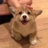 Dogs 9