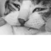 Mems Cat • 12