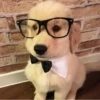 Dogs 10