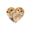 Kitties love @tgstikks @iamideas 13