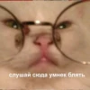 Mems Cat • 13