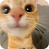 смешные кошки 9