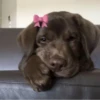 Dogs 11