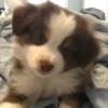 Dogs 12