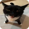 смешные кошки 11