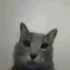 смешные кошки 12