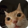смешные кошки 13