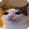 смешные кошки 14