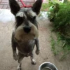 Dogs 13
