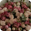 Beauty | Flowers💐 7