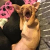 Dogs 14