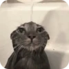 смешные кошки 15
