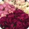 Beauty | Flowers💐 8