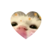 Kitties love @tgstikks @iamideas 20