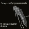 МYравей-философ от 13