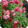 Beauty | Flowers💐 10