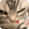 смешные кошки 16