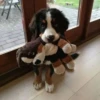 Dogs 15