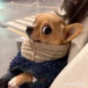 Dogs 16