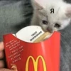 Mems Cat • 17