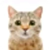 смешные кошки 17