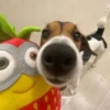 Dogs 17
