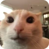 смешные кошки 19