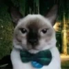 miau 12