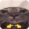 смешные кошки 20