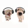 Dogs 18