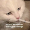 Mems Cat • 19