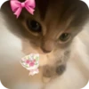 смешные кошки 22