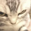 miau 14