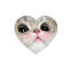 Kitties love @tgstikks @iamideas 23