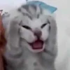 miau 15