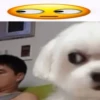 Dogs 19