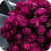 Beauty | Flowers💐 13