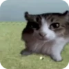 смешные кошки 23