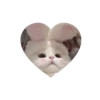 Kitties love @tgstikks @iamideas 24