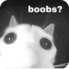 смешные кошки 25