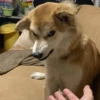 Dogs 20