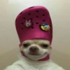 Dogs 21