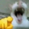 miau 21